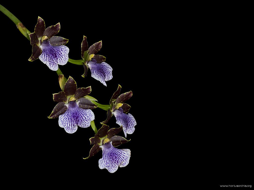 x56151p Zygopetalum Artur Elle Stonehurst