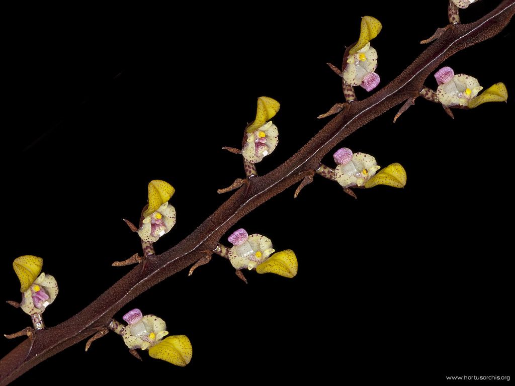 x56186p Bulbophyllum falcatum bufo