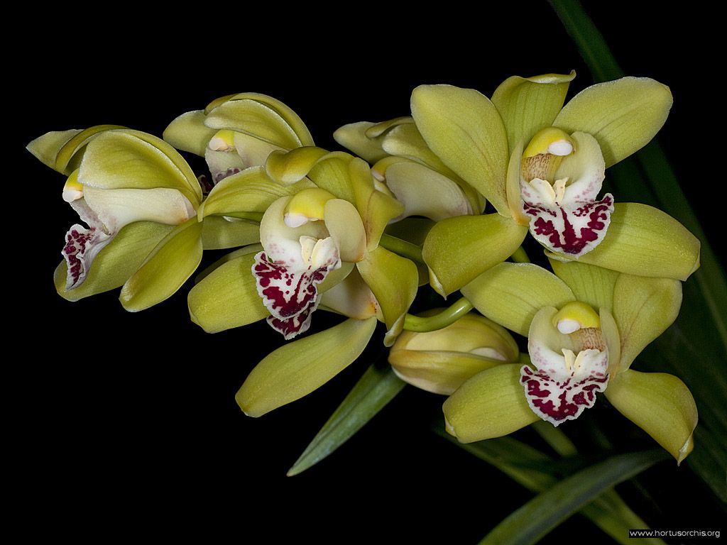 x56209p Cymbidium Kinderdijk