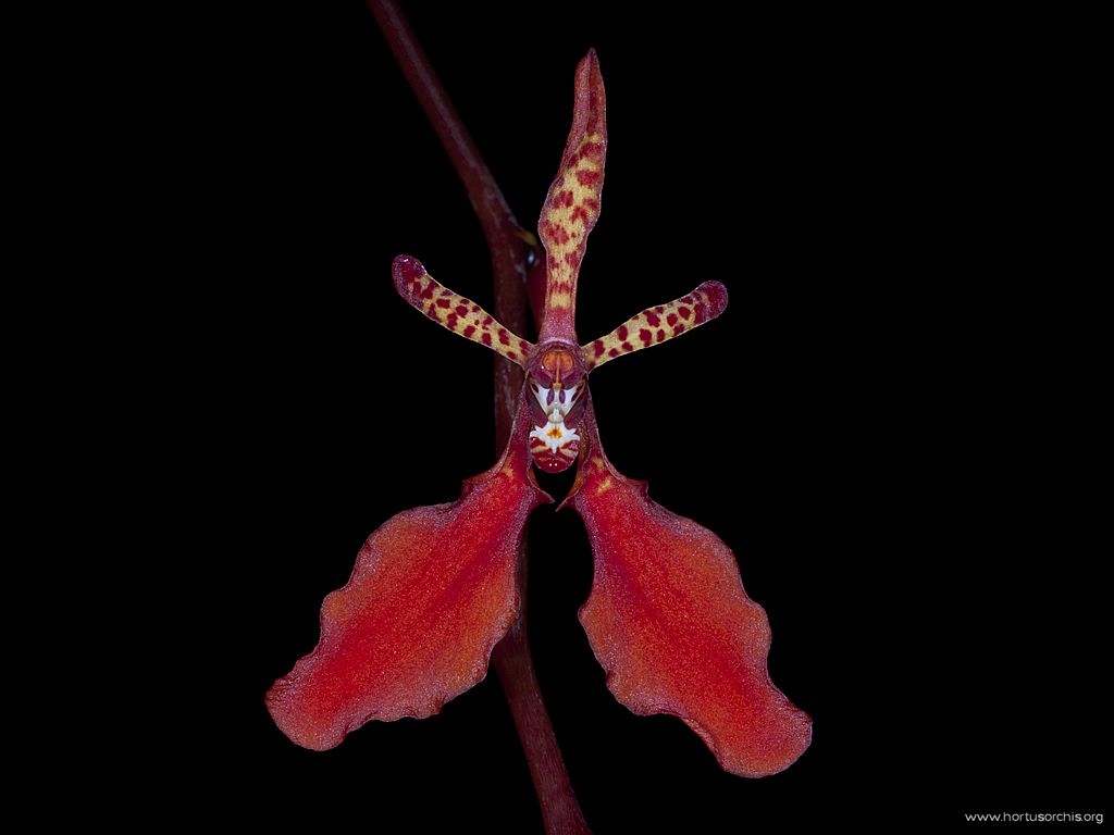 x56225p Renanthera imschootiana