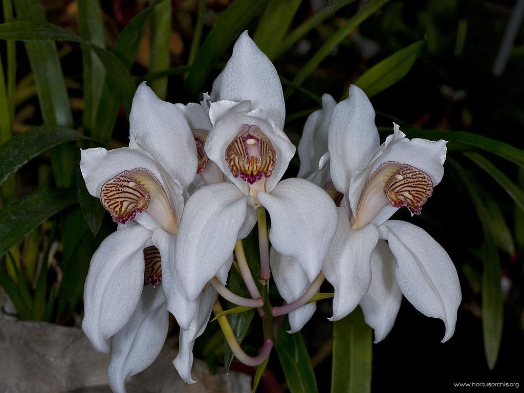 x56229 Cymbidium erythrostylum