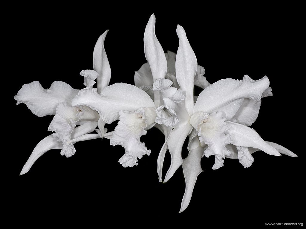 x56251p Laelia purpurata var alba