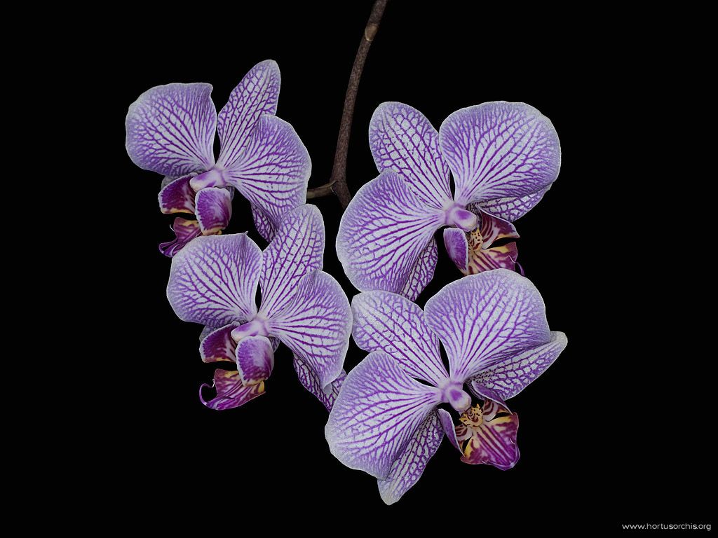 x56267p Phalaenopsis Kuala Lumpur