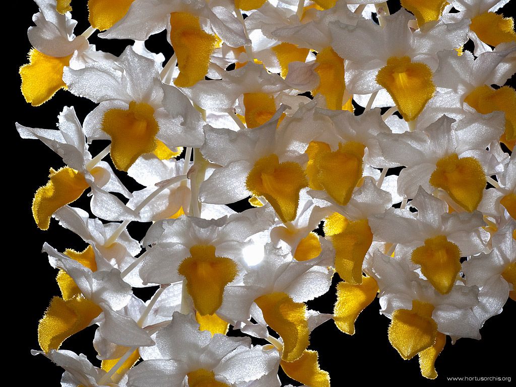 x56274p Dendrobium densiflorum
