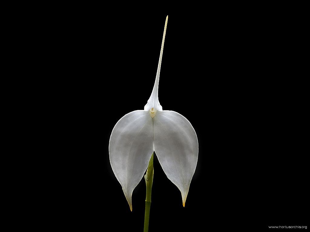 x56395p Masdevallia coccinea alba