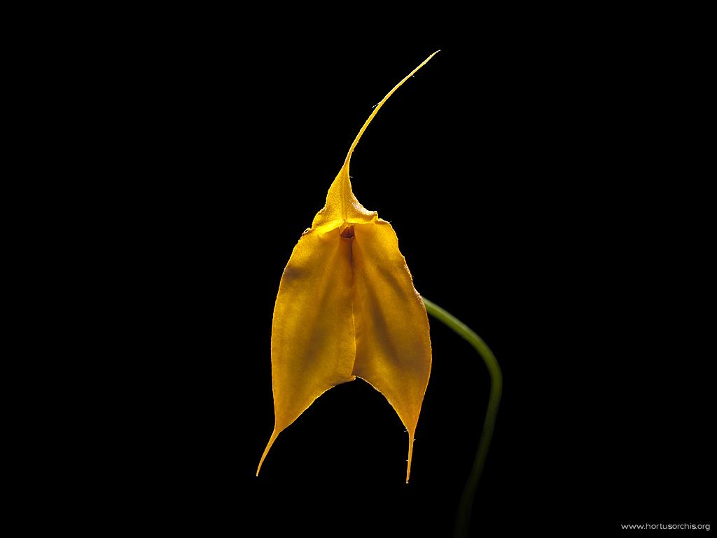 x56399p Masdevallia davisii