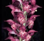 Read more: Anacamptis coriophora