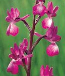 Read more: Anacamptis laxiflora