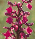 Read more: Anacamptis morio