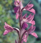 Read more: Anacamptis papilionacea