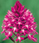 Leggi tutto: Anacamptis pyramidalis