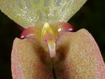 Read more: Bulbophyllum arfakianum