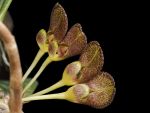 Read more: Bulbophyllum spathulatum