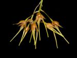 Read more: Bulbophyllum taiwanense