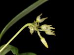 Read more: Bulbophyllum bakhuizenii