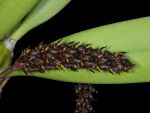 Read more: Bulbophyllum crassipes