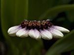 Read more: Bulbophyllum flabelloveneris