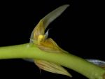 Leggi tutto: Bulbophyllum macrocoleum