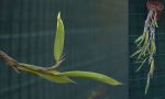 Leggi tutto: Bulbophyllum perpendiculare