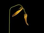 Read more: Bulbophyllum refractum