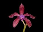 Read more: Cattleya leopoldii