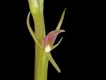 Read more: Cryptostylis arachnites