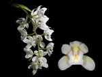 Read more: Cymbidium Ice Cascade