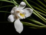 Read more: Cymbidium eburneum