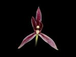 Read more: Cymbidium lancifolum