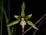 Leggi tutto: Cymbidium qiubeiense