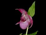 Read more: Cypripedium tibeticum