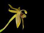 Leggi tutto: Cyrtidiorchis frontinoensis