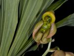 Read more: Catasetum integerrimum