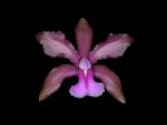 Leggi tutto: Cattleya bicolor 