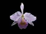 Leggi tutto: Cattleya schroederae