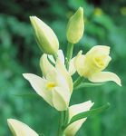 Read more: Cephalanthera damasonium 