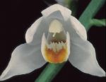 Read more: Cephalanthera longifolia