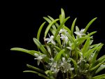 Read more: Ceratostylis philippinensis