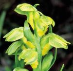 Read more: Chamorchis alpina