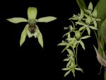 Leggi tutto: Coelogyne Burfordiense