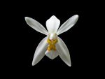 Read more: Coelogyne corymbosa