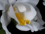 Read more: Coelogyne cristata