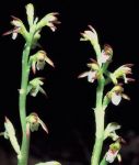 Read more: Corallorhiza trifida