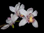 Read more: Cymbidium Clarisse