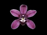 Read more: Cymbidium Velvet