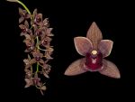 Read more: Cymbidium canaliculatum