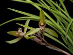 Leggi tutto: Cymbidium cyperifolium var. szechuanicum