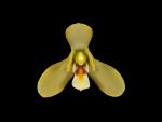 Read more: Cymbidium madidum