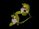 Leggi tutto: Cymbidium tigrinum