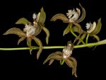 Read more: Cymbidium tracyanum